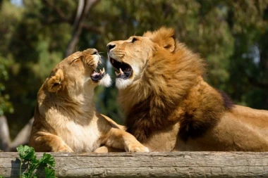 Prišao je odeljku sa LAVOVIMA i počeo da svira i peva: Ni slutio nije kakvu će REAKCIJU izazvati, mnogi zaplakali! (VIDEO)