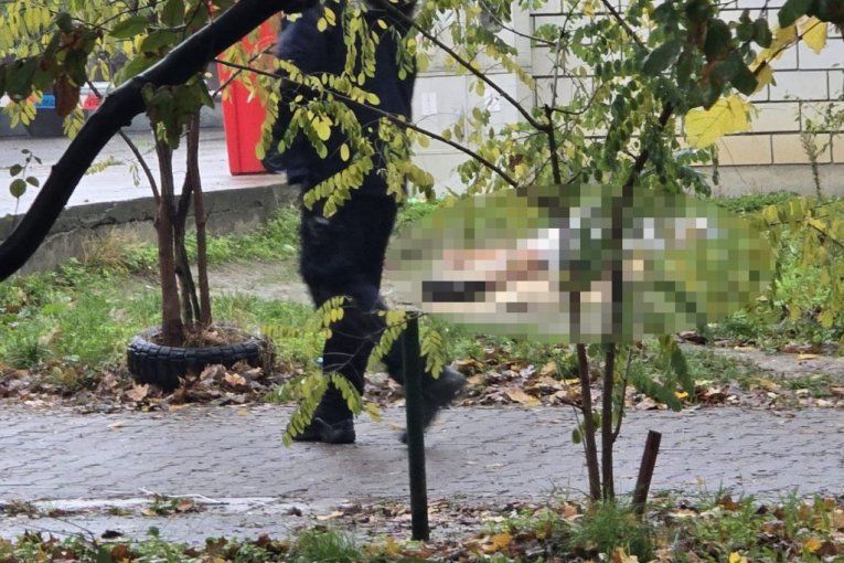 Ubistvo na Novom Beogradu