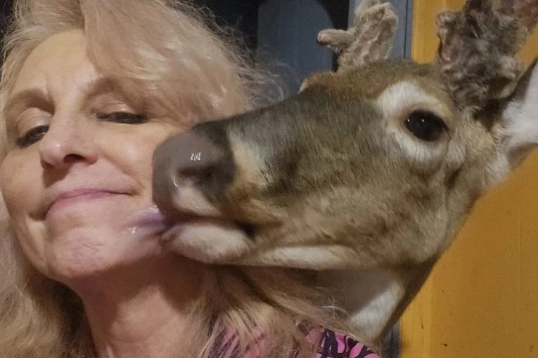 ŠOKANTAN KRAJ DOBROTE: Hranila jelena da je bolje ubije - zet zatekao taštu u kandžama razjarene životinje!