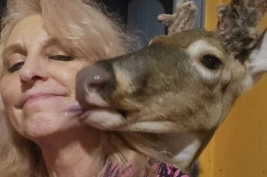 ŠOKANTAN KRAJ DOBROTE: Hranila jelena da je bolje ubije - zet zatekao taštu u kandžama razjarene životinje!