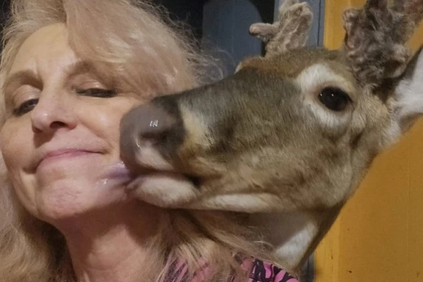 ŠOKANTAN KRAJ DOBROTE: Hranila jelena da je bolje ubije - zet zatekao taštu u kandžama razjarene životinje!