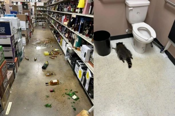 NAŠLI GA UJUTRU U TOALETU OBEZNANJENOG OD ALKOHOLA! Rakun usred noći propao kroz krov prodavnice, naišao na viski i napio se "kao majka"! (FOTO)