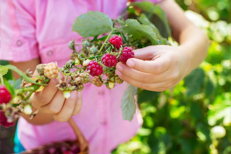 DVE DEVOJČICE UMRLE OD OTROVANIH MALINA! Žena poslala voće kao poklon, pa pobegla iz zemlje