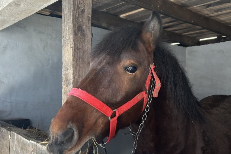 Fondacija Humana srca