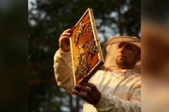 Štednja, zlato ili nekretnine: Kako da vam novac zarađuje, a da je uvek dostupan