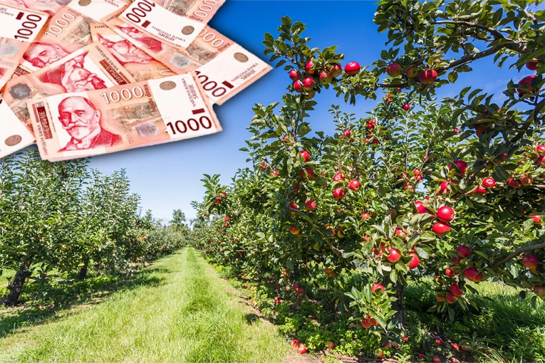 MILION EVRA ZA JEDNO GAZDINSTVO! Država deli neverovatnih 1.1 MILIJARDU DINARA: Rok samo DVE NEDELJE, evo kako da dobijete novac za voćnjake!