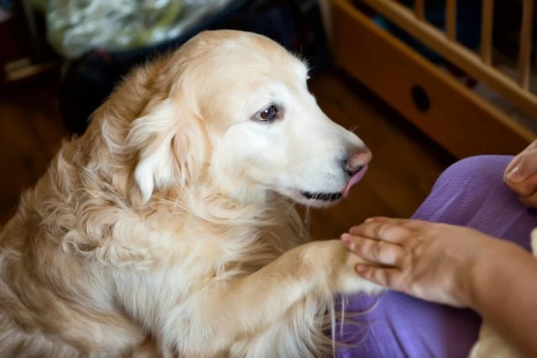 ZLATNI RETRIVER je prišao novorođenčetu, a onda se desilo nešto što niko nije očekivao - internet je eksplodirao (VIDEO)