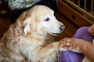 ZLATNI RETRIVER je prišao novorođenčetu, a onda se desilo nešto što niko nije očekivao - internet je eksplodirao (VIDEO)
