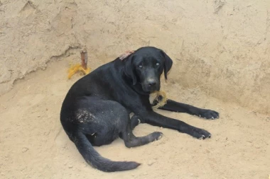 HOROR U ZRENJANINU KAKAV SRBIJA NE PAMTI! Dečaci (10) razapeli štene na žicu i hteli da ga ŽIVOG ISPEKU: "Što ste nam pokvarili zabavu?!"