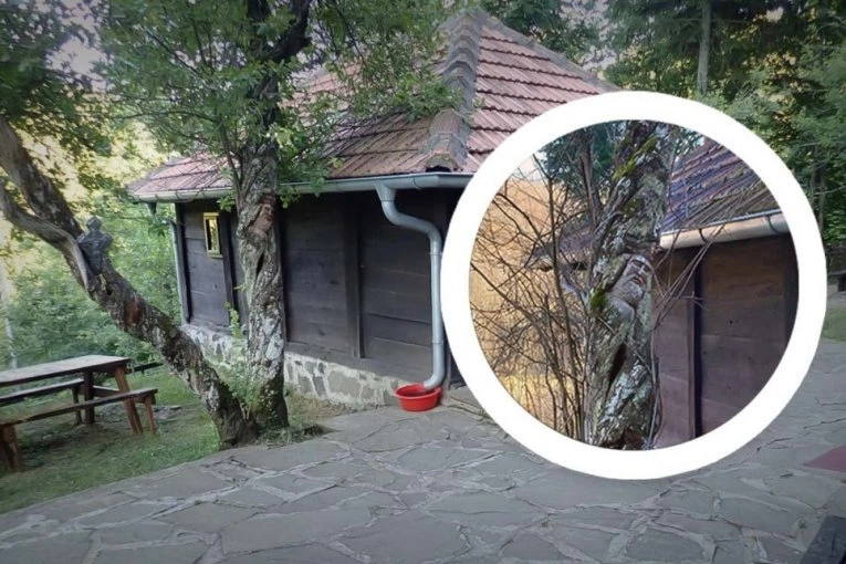 BOŽJE ČUDO U PORTI CRKVE CARA LAZARA: Za šljive koje same “plešu” nauka nema objašnjenje, ali vernici imaju (FOTO)