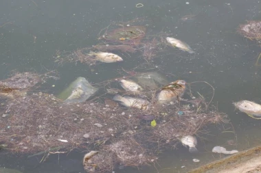 HOROR NA ZAPADNOJ MORAVI! Reka postala GROBNICA! Izbačeni somovi od 20 kilograma, jezive slike pomora ribe obilaze Srbiju! (FOTO)