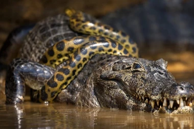 "NIKADA NISAM VIDELA NEŠTO TAKO": Pogledajte trenutak kada je "Godzila" savladala moćnog predatora! (VIDEO)