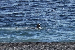 LJUDI TRLJALI OČI! Neverovatan prizor 1. januara u moru - da li najbolja novogodišnja fotografija stiže iz Crne Gore? (FOTO)