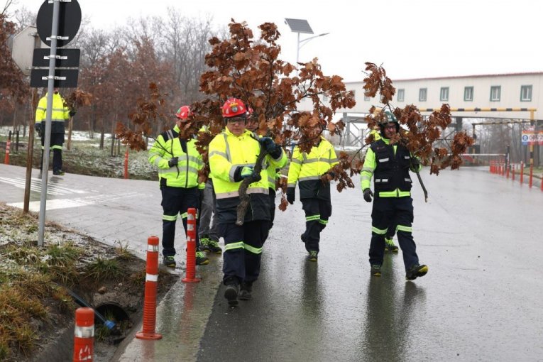 Rudari rudnika Čukaru Peki doneli badnjak u rudarsku zgradu