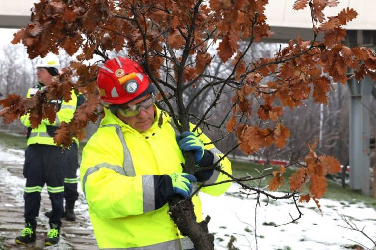 Rudari rudnika Čukaru Peki doneli badnjak u rudarsku zgradu