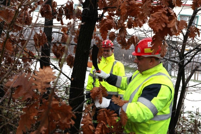 Rudari rudnika Čukaru Peki doneli badnjak u rudarsku zgradu