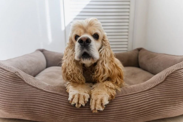 STARI PAS je gledao svoja posla: Njegova REAKCIJA nasmejala je milione, kada se u trenu pojavilo razigrano štene (VIDEO)