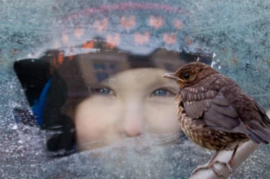 PTICE vam često sleću na PROZOR: Ovo nije nimalo slučajno, obratite pažnju i da li je golub ili vrabac!