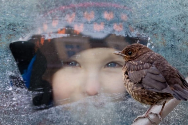 PTICE vam često sleću na PROZOR: Ovo nije nimalo slučajno, obratite pažnju i da li je golub ili vrabac!