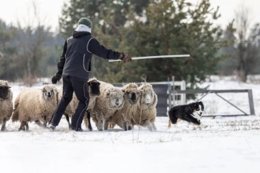 KRVAVI PIR U LJUTOVU: ZVERI UPALE U TOR I NAPRAVILE MASAKR! Zaklano 12 bremenitih ovaca, krv na sve strane! Nesrećni domaćin gledao kako mu UBIJAJU nerođenu jagnjad! (FOTO)
