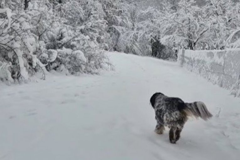 Maja Volk zavejana u selu Babe