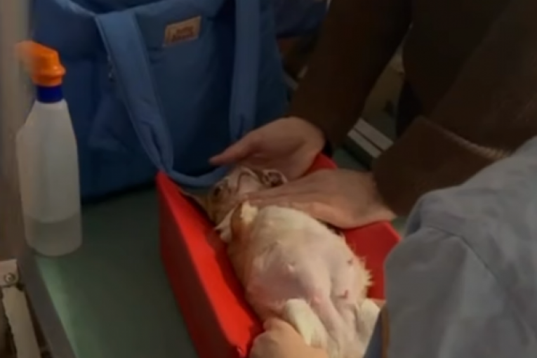 Objava Milice Mitrović