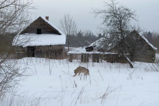 JEZIV SNIMAK IZ SRPSKOG SELA OBILAZE MREŽE: Gladna zver luta oko kuća i njuši ograde! Meštani u panici, niko ne može da odgonetne ŠTA JE OVO! (VIDEO)