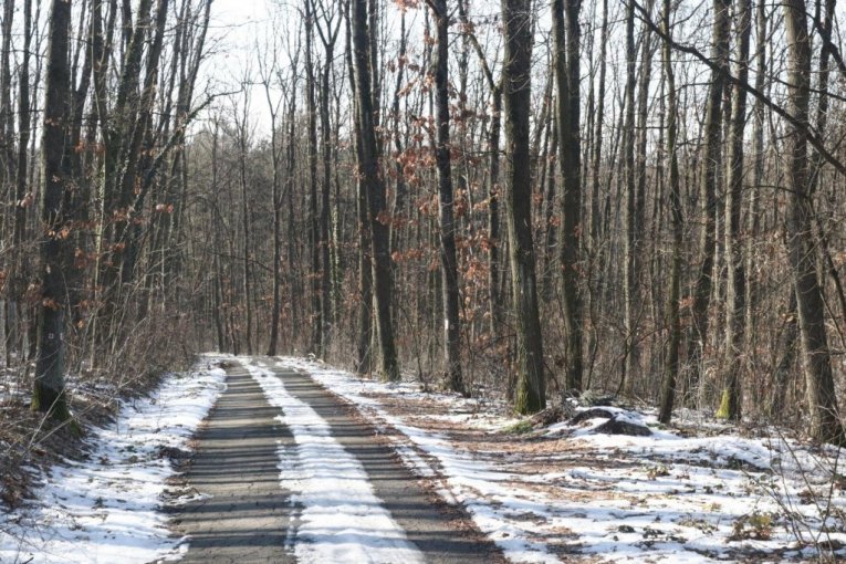 Šuma u kojoj je ubijen Živko Bakić