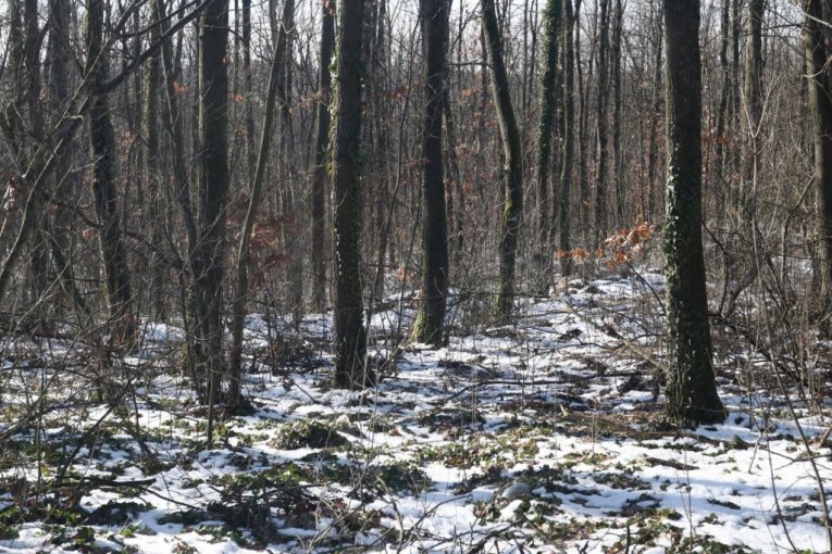 Šuma u kojoj je ubijen Živko Bakić