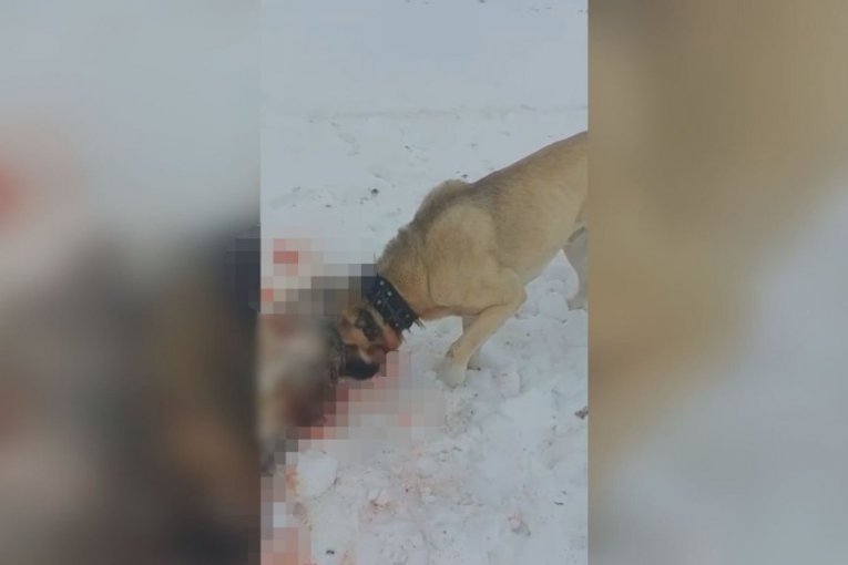 Neustrašivi pas spasio ovce od vuka 