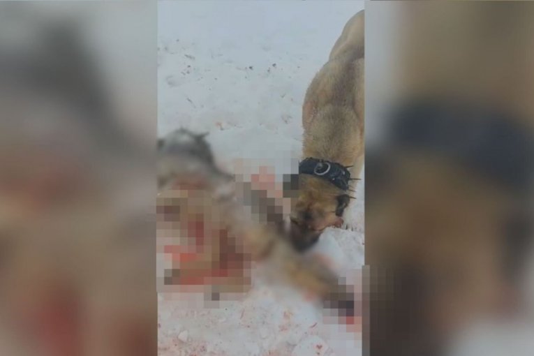 Neustrašivi pas spasio ovce od vuka 