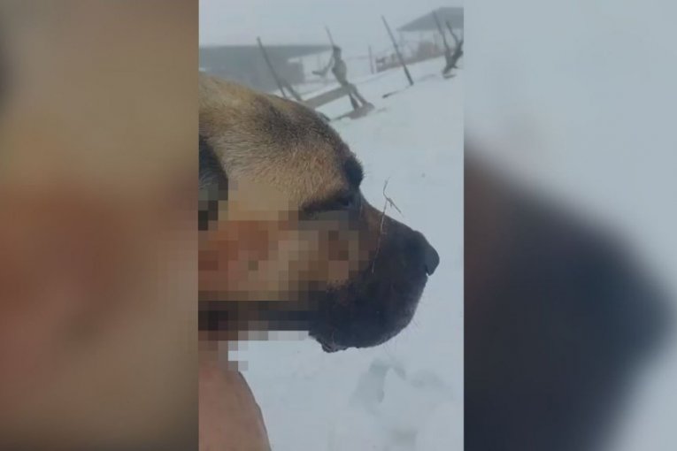 Neustrašivi pas spasio ovce od vuka 