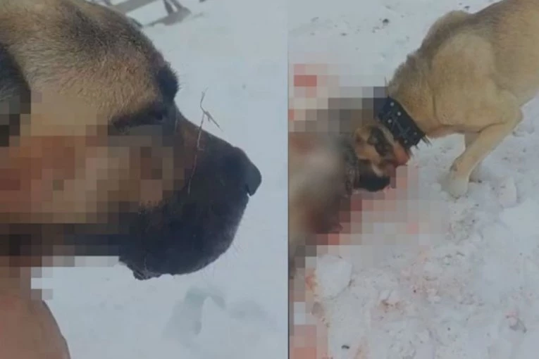 NEUSTRAŠIVI PAS SPASAO OVCE OD VUKA! Krvoločna borba na Pešteru - iako povređen, Ajaz je pravi borac i heroj! (FOTO, VIDEO)