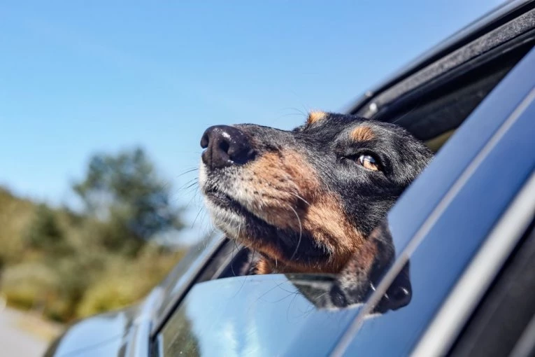 JEZIV SNIMAK IZ BEOGRADA OBIŠAO SVET: Žena u kolima BEČKIH TABLICA izbacila psa na ulicu i pobegla, scena koja je usledila KIDA SRCE! (VIDEO)