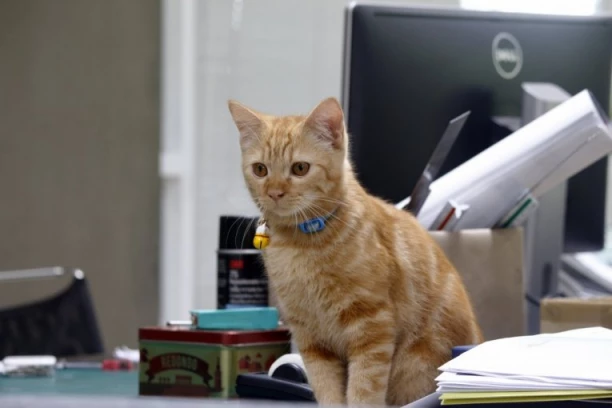 UPOZNAJTE NAJPAMETNIJEG RADNIKA NA SVETU: Mjaurisio potpisao ugovor šapom, dobio uniformu i postao MENADŽER, a plata će vas oduševiti! (FOTO, VIDEO)