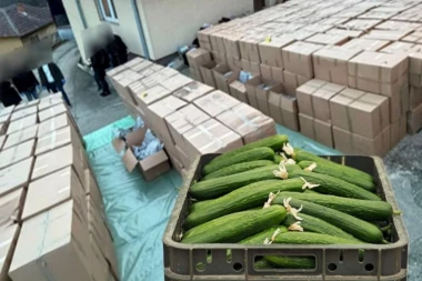 PARAVAN ZA MARIHUANU BILI KORNIŠONI! Detalji rekordne zaplene kod Kruševca: Otac i sin spakovali 5 TONA DROGE za distribuciju, pa im policija UPALA na vrata!