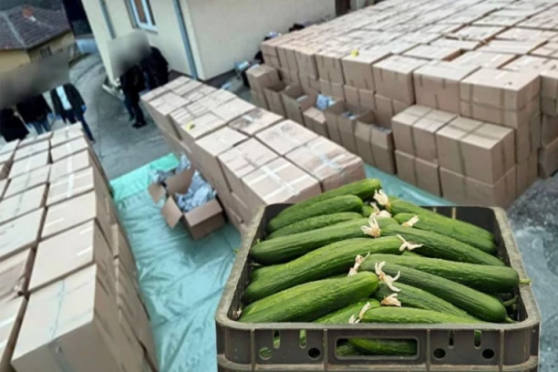 PARAVAN ZA MARIHUANU BILI KORNIŠONI! Detalji rekordne zaplene droge: Otac i sin spakovali 5 TONA DROGE za distribuciju, pa im policija UPALA na vrata!