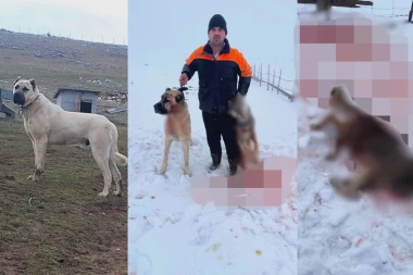 JUNAK SA PEŠTERA O KOJEM PRIČA BALKAN! Kangal Ajaz rastrgao vuka da spasi stado: Isplivali detalji krvoprolića kod tora! (FOTO)