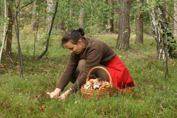 TRI OSOBE MRTVE, TRI HITNO NA TRANSPLANTACIJI! Pojeli otrovnu pečurku, pa ostali bez JETRE! Lekari u panici: Ovo je višestruko gore nego bilo koje godine do sada!