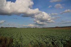 PLOD OVE BILJKE U SRBIJI SE RASPRODA PRE NEGO ŠTO I RODI! Malo je ko gaji, a za njom vlada prava jagma!