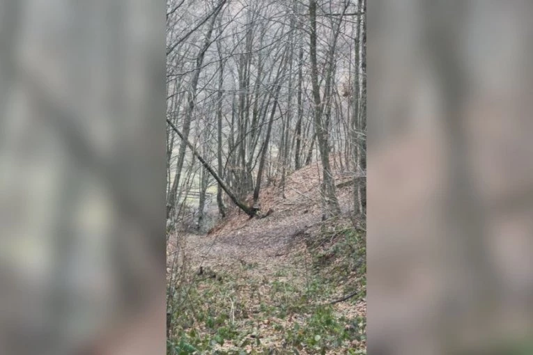 NEVEROVATNA SCENA U ŠUMI KOD IVANJICE! Lovci krenuli u potragu za divljim svinjama pa naleteli na njih - NISU MOGLI DA SE NAGLEDAJU LEPOTE!