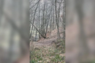 NEVEROVATNA SCENA U ŠUMI KOD IVANJICE! Lovci krenuli u potragu za divljim svinjama pa naleteli na njih - NISU MOGLI DA SE NAGLEDAJU LEPOTE!