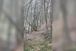 NEVEROVATNA SCENA U ŠUMI KOD IVANJICE! Lovci krenuli u potragu za divljim svinjama pa naleteli na njih - NISU MOGLI DA SE NAGLEDAJU LEPOTE!