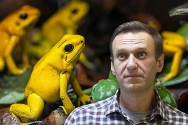 ŠOK-TVRDNJE: Aleksej Navaljni otrovan toksinom iz ŽABE? Tajni dokumenti otkrivaju nove detalje