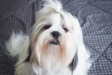 PAS je uporno odbijao hranu, a onda je vlasnik izgovorio MAGIČNU REČ koja je promenila sve - niko ne veruje šta gleda! (VIDEO)