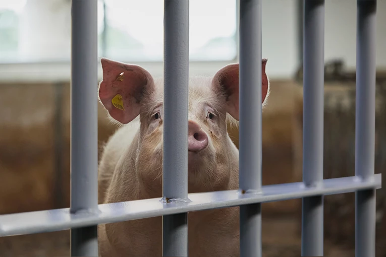 POLICIJA UHAPSILA SVINJU! Upala ljudima u kuću dok su deca bila sama, a razlog je HIT! Odveli je u stanicu, a onda je usledio OBRT! (FOTO)