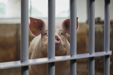 POLICIJA UHAPSILA SVINJU! Upala ljudima u kuću dok su deca bila sama, a razlog je HIT! Odveli je u stanicu, a onda je usledio OBRT! (FOTO)