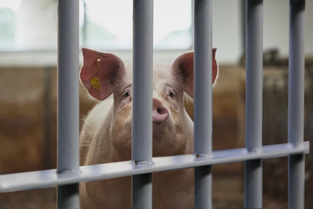 POLICIJA UHAPSILA SVINJU! Upala ljudima u kuću dok su deca bila sama, a razlog je HIT! Odveli je u stanicu, a onda je usledio OBRT! (FOTO)