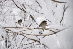 SNEG USRED MAJA OKOVAO OVAJ DEO SRBIJE! Vozila se jedva probijaju kroz mećavu! (VIDEO)