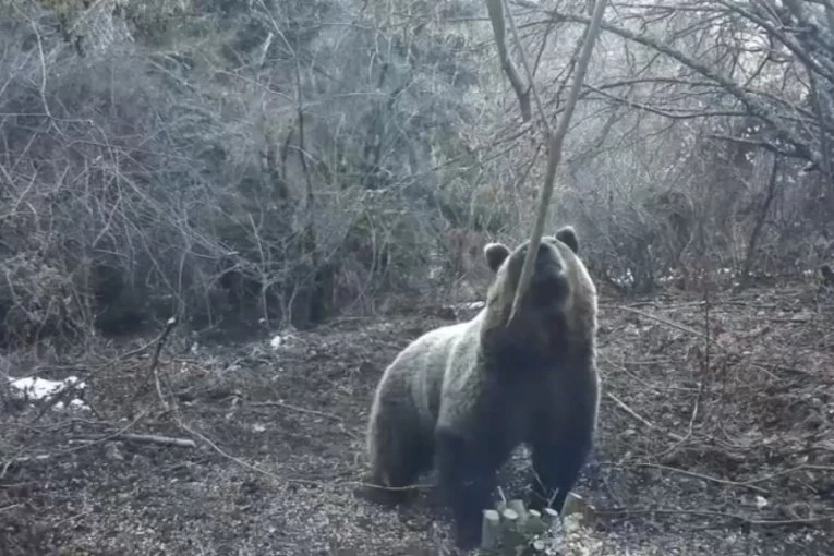 Neverovatan prizor na Tari: Medvedi se probudili iz zimskog sna, a jedan svratio na ručak - da li je zimi kraj?(FOTO)